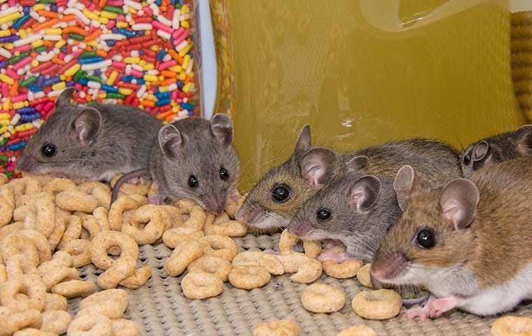 Will There Be More Mice If You Find Just One In Your Home? | American ...